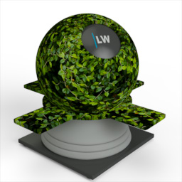 Hedge_1
